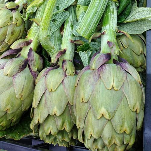 Carciofi di Ramacca 15pz - Violetta Ramacchese